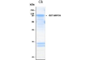 10% SDS-PAGE stained with Coomassie Blue (CB) and peptide fingerprinting by MALDI-TOF mass spectrometry (MEF2A Protein (AA 1-499) (GST tag))