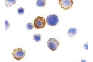 Immunohistochemistry (IHC) image for anti-Bcl2 Modifying Factor (BMF) (N-Term) antibody (ABIN1031277)