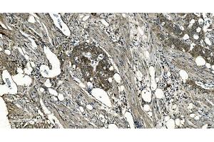 IHC analysis of GNG7 using anti-GNG7 antibody (ABIN7600508).