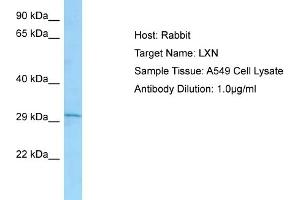 Host: RabbitTarget Name: LXNAntibody Dilution: 1. (Latexin antibody  (C-Term))