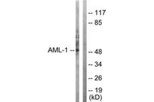 Western blot analysis of extracts from Jurkat cells, using AML1 (Ab-303) Antibody. (RUNX1 antibody  (AA 269-318))