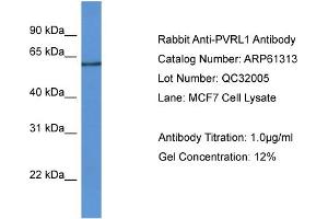 Western Blotting (WB) image for anti-Poliovirus Receptor-Related 1 (Herpesvirus Entry Mediator C) (PVRL1) (N-Term) antibody (ABIN786392) (PVRL1 antibody  (N-Term))