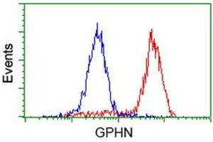 Image no. 3 for anti-Gephyrin (GPHN) antibody (ABIN1498431) (Gephyrin antibody)