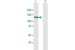 Western Blot analysis of PREX2 expression in transfected 293T cell line by PREX2 MaxPab polyclonal antibody.