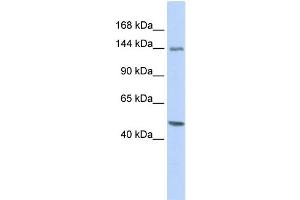 WB Suggested Anti-FLII Antibody Titration: 0. (FLII antibody  (Middle Region))