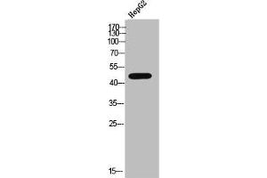 Western Blot analysis of HepG2 cells using AR-β2 Polyclonal Antibody (beta 2 Adrenergic Receptor antibody  (C-Term))