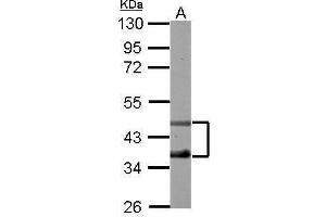 WB Image Sample (50 ug of whole cell lysate) A: mouse muscle 10% SDS PAGE antibody diluted at 1:1000 (DP2 antibody)