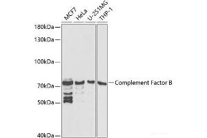 Western blot analysis of extracts of various cell lines using Complement Factor B Polyclonal Antibody at dilution of 1:1000. (Complement Factor B antibody)