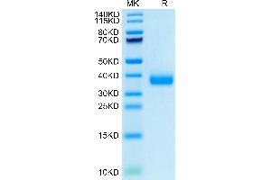 SDS-PAGE (SDS) image for SARS-CoV-2 Spike (B.1.1.529 - Omicron), (RBD) protein (His tag) (ABIN7274388)