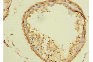 Immunohistochemistry of paraffin-embedded human testis tissue using ABIN7171826 at dilution of 1:100 (Twisted Gastrulation BMP Signaling Modulator 1a (TWSG1A) (AA 1-200) antibody)