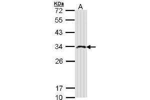 WB Image Sample (30 ug of whole cell lysate) A: Molt-4 , 12% SDS PAGE antibody diluted at 1:500 (IMPA2 antibody)