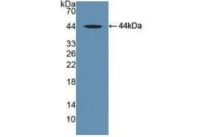 Western blot analysis of recombinant Mouse MAPt.