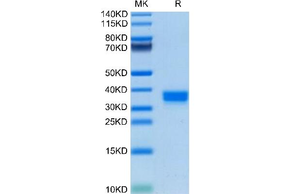 FOLR2 Protein (AA 21-227) (His tag)