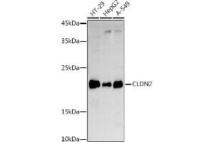 Western blot analysis of extracts of various cell lines, using CLDN2 antibody (ABIN6127702, ABIN6138683, ABIN6138686 and ABIN6218321) at 1:1000 dilution. (Claudin 2 antibody  (AA 30-230))