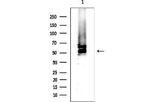 Western blot analysis of lysates from Mouse liver, using BZW1 Mouse Monoclonal Antibody at 1/1000 dilution.