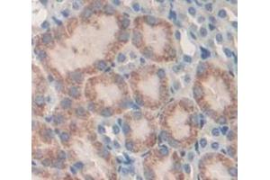 Figure. (ANGPTL7 antibody  (AA 22-337))