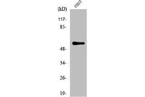 Western Blot analysis of COS7 cells using NIPA Polyclonal Antibody (ZC3HC1 antibody)