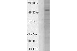 Western Blot analysis of Human Cell line lysates showing detection of GABA A Receptor protein using Mouse Anti-GABA A Receptor Monoclonal Antibody, Clone S95-35 .