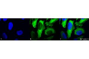 Immunocytochemistry/Immunofluorescence analysis using Mouse Anti-Hsp27 Monoclonal Antibody, Clone 5D12-A3 . (HSP27 antibody  (HRP))