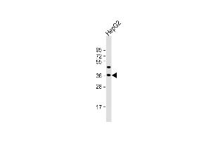 Anti-FSTL3 Antibody (C-term) at 1:2000 dilution + HepG2 whole cell lysate Lysates/proteins at 20 μg per lane.