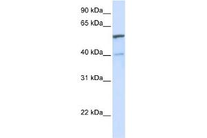 WB Suggested Anti-UGT1A6 Antibody Titration:  0. (UGT1A6 antibody  (C-Term))