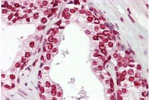 Anti-MKX antibody IHC staining of human prostate. (MKX antibody  (AA 191-240))