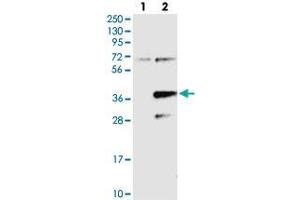 Western blot analysis of Lane 1: Negative control (vector only transfected HEK293T lysate), Lane 2: Over-expression Lysate (Co-expressed with a C-terminal myc-DDK tag (~3. (PPAPDC2 antibody)