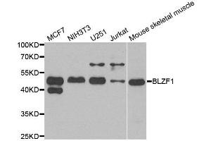 Western blot analysis of extracts of various cell lines, using BLZF1 antibody. (BLZF1 antibody)