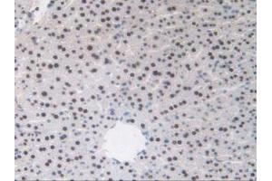 IHC-P analysis of Mouse Liver Tissue, with DAB staining. (TALDO1 antibody  (AA 35-285))