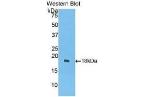 Detection of Recombinant IFNg, Cavia using Polyclonal Antibody to Interferon Gamma (IFNg) (Interferon gamma antibody  (AA 24-166))