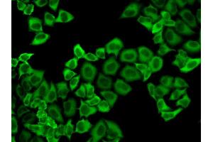 Immunofluorescence analysis of HeLa cell using PRDX2 antibody. (Peroxiredoxin 2 antibody  (AA 1-142))