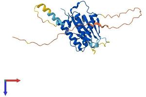 MAD2L1BP Protein (AA 1-276) (His tag)