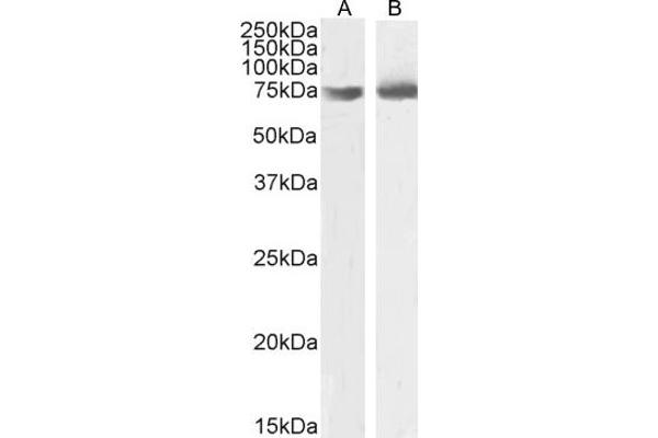 OGFR antibody  (C-Term)
