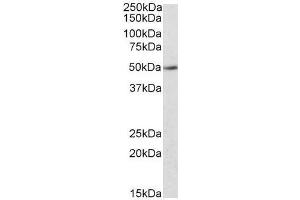Image no. 1 for anti-Indoleamine 2,3-Dioxygenase 2 (IDO2) (C-Term) antibody (ABIN401520) (IDO2 antibody  (C-Term))