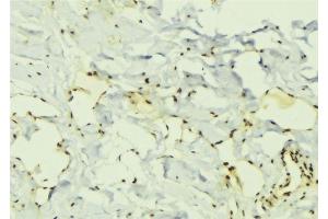 ABIN6276759 at 1/100 staining Mouse muscle tissue by IHC-P. (ELAVL1 antibody  (Internal Region))