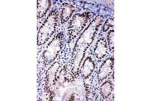 Anti-SHC antibody, IHC(F) IHC(F): Rat Intestine Tissue (SHC1 antibody  (C-Term))