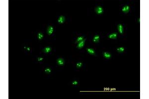Immunofluorescence of purified MaxPab antibody to MYBBP1A on HeLa cell. (MYBBP1A antibody  (AA 1-1328))