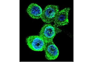 Confocal immunofluorescent analysis of GALE Antibody (Center) (ABIN390889 and ABIN2841099) with WiDr cell followed by Alexa Fluor 488-conjugated goat anti-rabbit lgG (green). (GALE antibody  (AA 142-171))