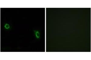 Immunofluorescence analysis of MCF7 cells, using OR6J1 Antibody. (OR6J1 antibody  (AA 231-280))