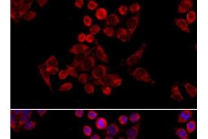 Immunofluorescence (IF) image for anti-Mitochondrial Import Receptor Subunit TOM20 homolog (TOMM20) antibody (ABIN7011366)