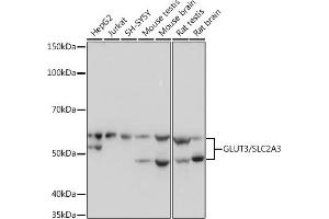 Western blot analysis of extracts of various cell lines, using GLUT3/SLC2 Rabbit mAb (ABIN7270415) at 1:1000 dilution. (SLC2A3 antibody)