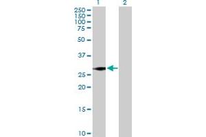 Western Blot analysis of SNRPN expression in transfected 293T cell line by SNRPN MaxPab polyclonal antibody. (SNRPN antibody  (AA 1-240))