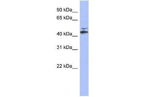 WB Suggested Anti-CYP20A1 Antibody Titration: 0.