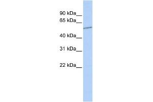 WB Suggested Anti-SLC39A7 Antibody Titration:  0. (SLC39A7 antibody  (N-Term))