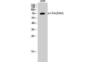 Western Blotting (WB) image for anti-c-Fos (c-Fos) (pSer362) antibody (ABIN3173217) (c-FOS antibody  (pSer362))