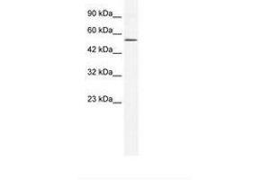 Image no. 1 for anti-Zinc Finger Protein 268A (ZNF286A) (N-Term) antibody (ABIN6735978) (ZNF286A antibody  (N-Term))
