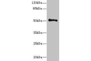 Western blot All lanes: UNC93A antibody at 14 μg/mL + Hela whole cell lysate Secondary Goat polyclonal to rabbit IgG at 1/10000 dilution Predicted band size: 51, 46 kDa Observed band size: 51 kDa (UNC93A antibody  (AA 374-415))