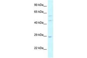 Image no. 1 for anti-LSM14A, SCD6 Homolog A (LSM14A) (AA 324-373) antibody (ABIN6743819) (LSM14A antibody  (AA 324-373))