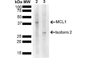 Western blot analysis of Rat, Mouse Liver showing detection of 37. (MCL-1 antibody  (AA 70-170) (FITC))