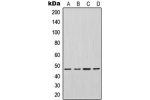 Western blot analysis of Inhibin beta A expression in HeLa (A), HepG2 (B), mouse brain (C), H9C2 (D) whole cell lysates. (INHBA antibody  (Center))